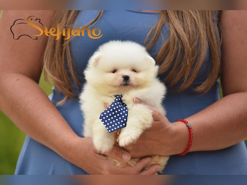 Pomeranian BOO Teddybären