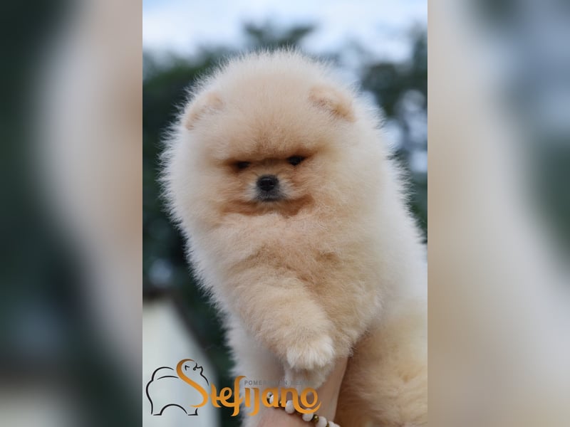 Pomeranian Spitz – Welpen