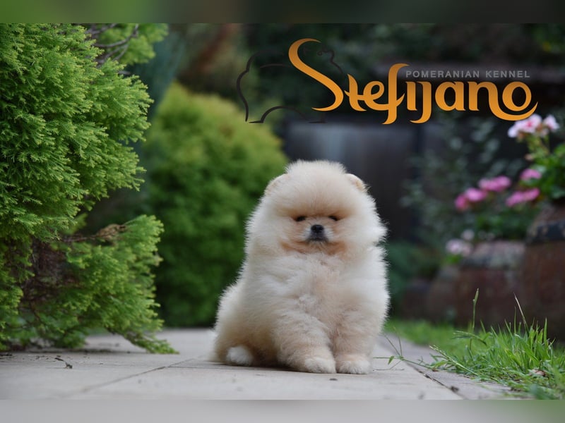 Pomeranian Spitz – Welpen
