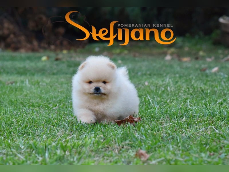 Pomeranian Spitz – Welpen