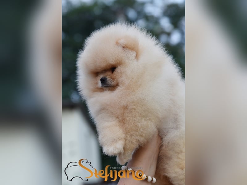 Pomeranian Spitz – Welpen