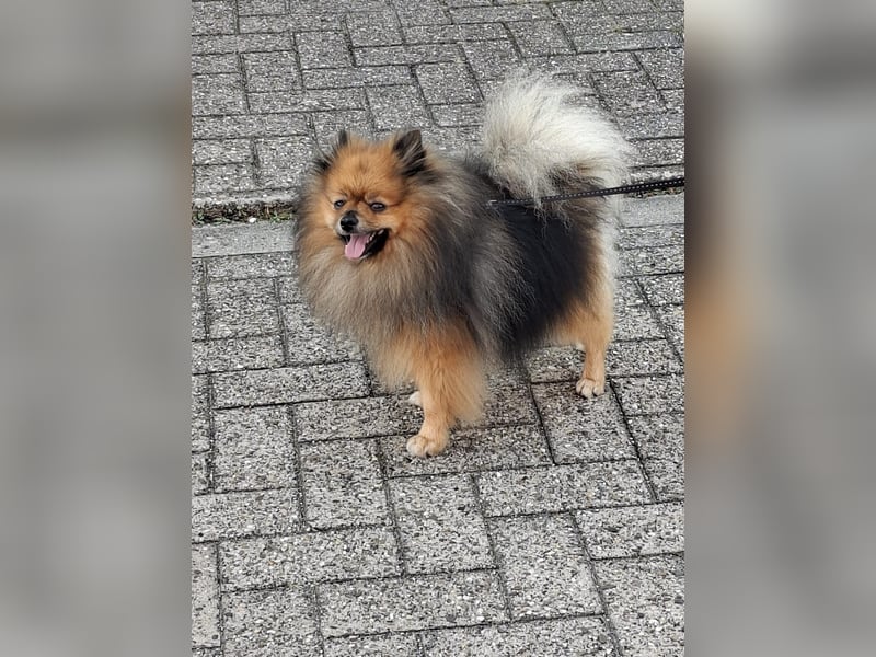 Wunderschöner Pomeranian Deckrüde | Zwergspitz