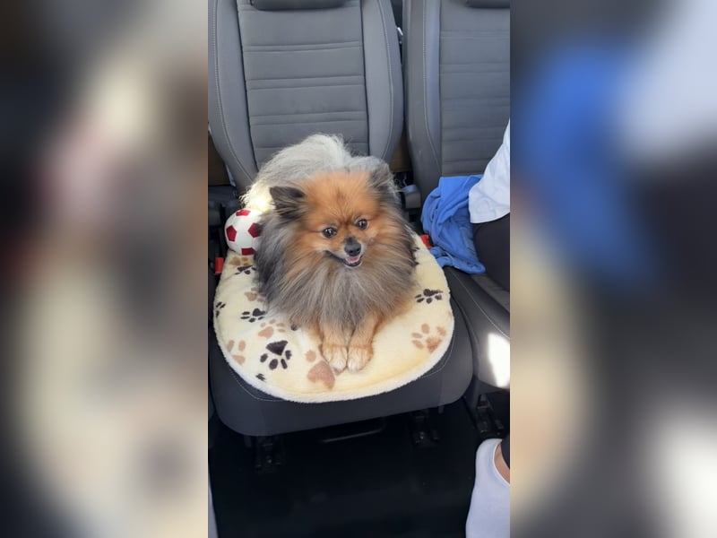 Wunderschöner Pomeranian Deckrüde | Zwergspitz
