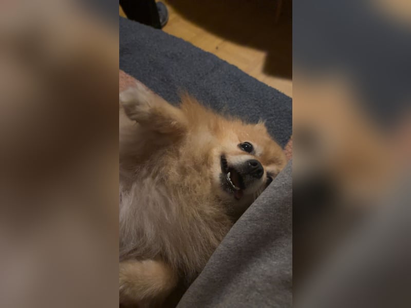 Zwergspitz Pomeranien