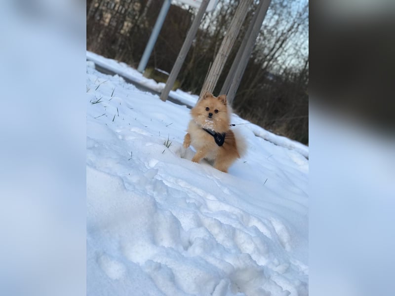 Zwergspitz Pomeranien