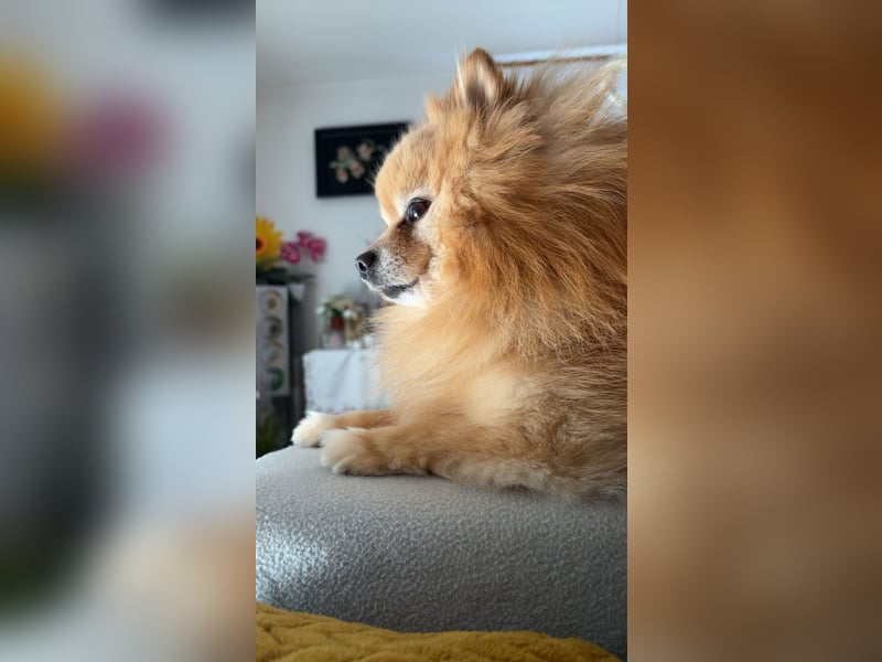 Zwergspitz Pomeranien