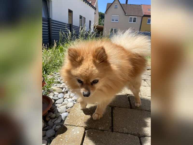 Zwergspitz Pomeranien
