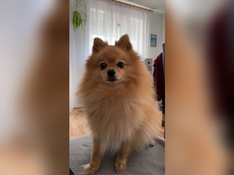 Zwergspitz Pomeranien