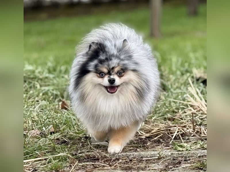 Pomeranian Zwergspitz Deckrüde Black Merle Tan