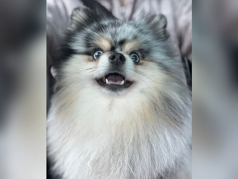 Pomeranian Zwergspitz Deckrüde Black Merle Tan