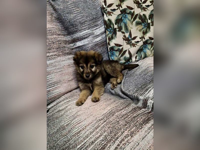 Pomeranian Mix Erato - kleine Zaubermaus