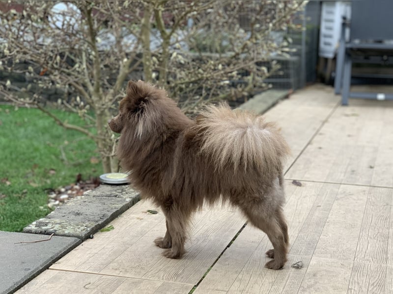 Pomeranian Zwergspitz Deckrüde schoko braun