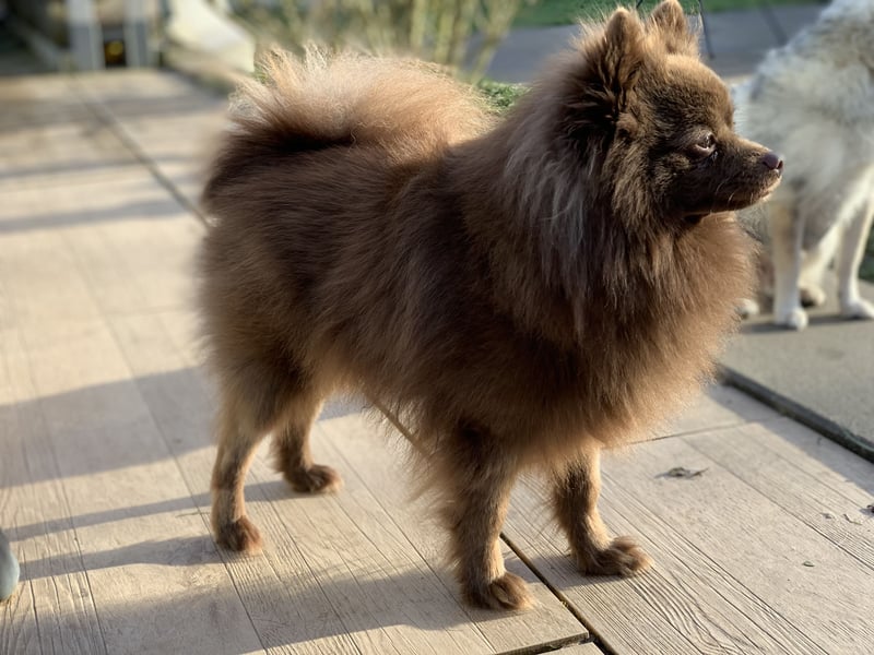 Pomeranian Zwergspitz Deckrüde schoko braun