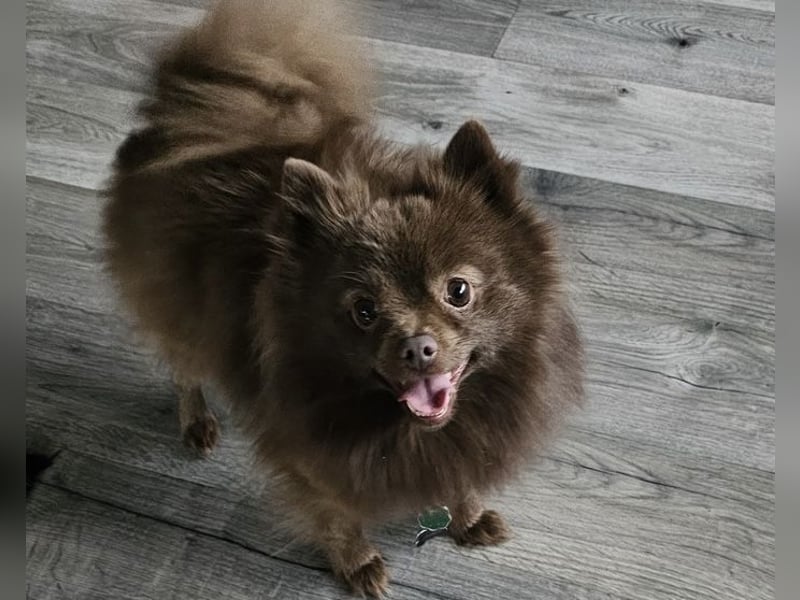 Pomeranian Zwergspitz Deckrüde schoko braun