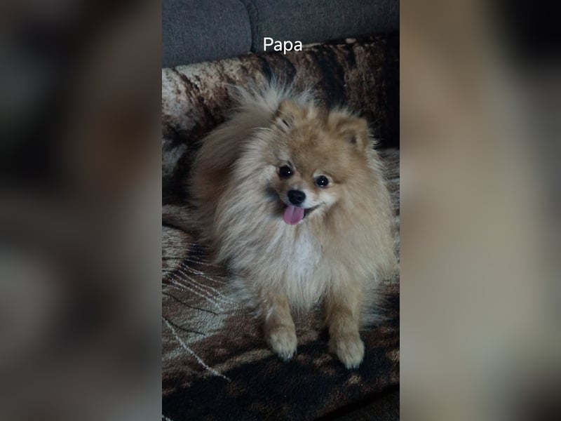 Erfahrener Pomeranian Zwergspitz-Rüde bietet seine Dienste an (kein Verkauf)