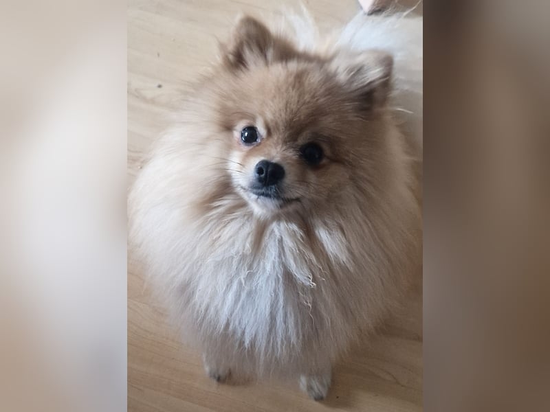 Erfahrener Pomeranian Zwergspitz-Rüde bietet seine Dienste an (kein Verkauf)