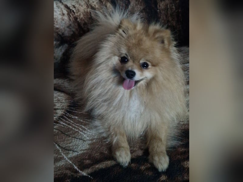 Erfahrener Pomeranian Zwergspitz-Rüde bietet seine Dienste an (kein Verkauf)