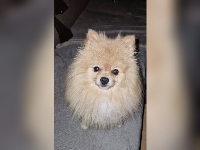 Erfahrener Pomeranian Zwergspitz-Rüde bietet seine Dienste an (kein Verkauf)