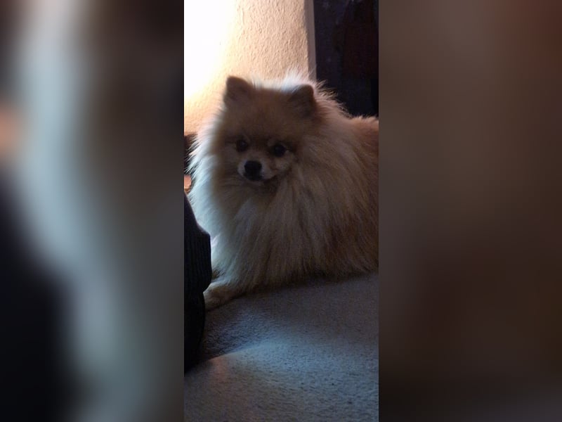 Erfahrener Pomeranian Zwergspitz-Rüde bietet seine Dienste an (kein Verkauf)