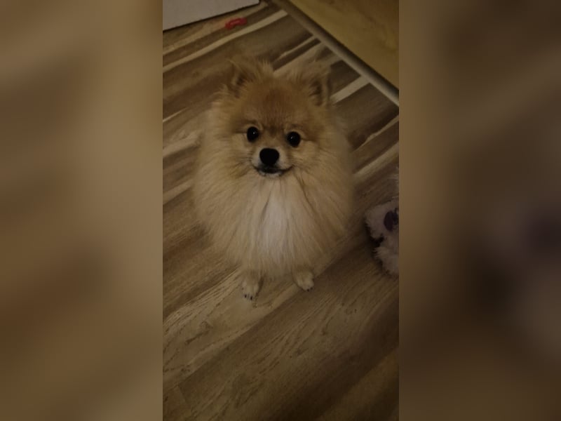 Erfahrener Pomeranian Zwergspitz-Rüde bietet seine Dienste an (kein Verkauf)