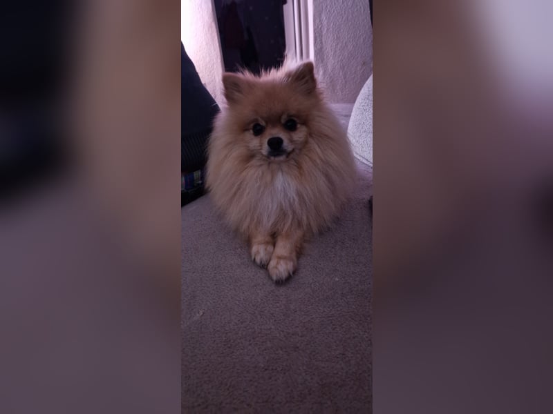 Erfahrener Pomeranian Zwergspitz-Rüde bietet seine Dienste an (kein Verkauf)