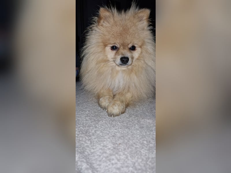 Erfahrener Pomeranian Zwergspitz-Rüde bietet seine Dienste an (kein Verkauf)