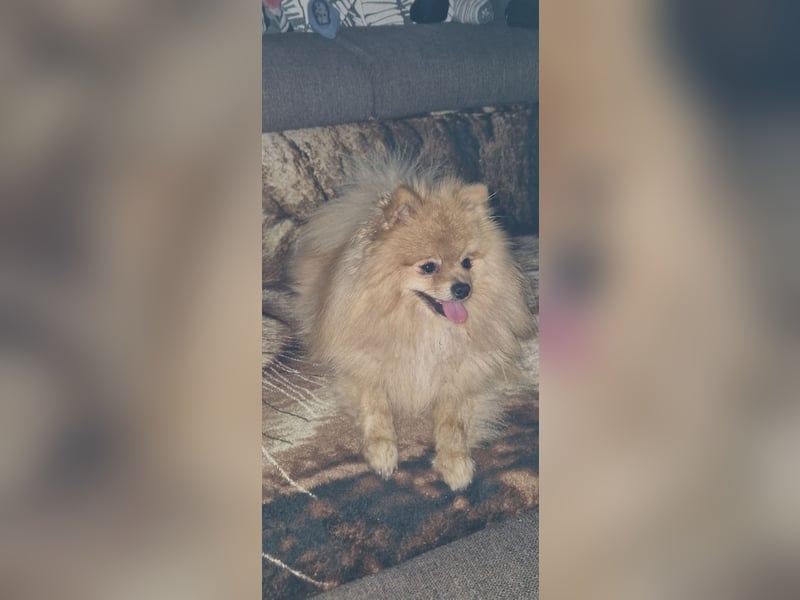 Erfahrener Pomeranian Zwergspitz-Rüde bietet seine Dienste an (kein Verkauf)