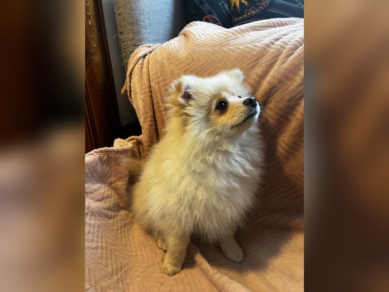Pomeranian Welpen