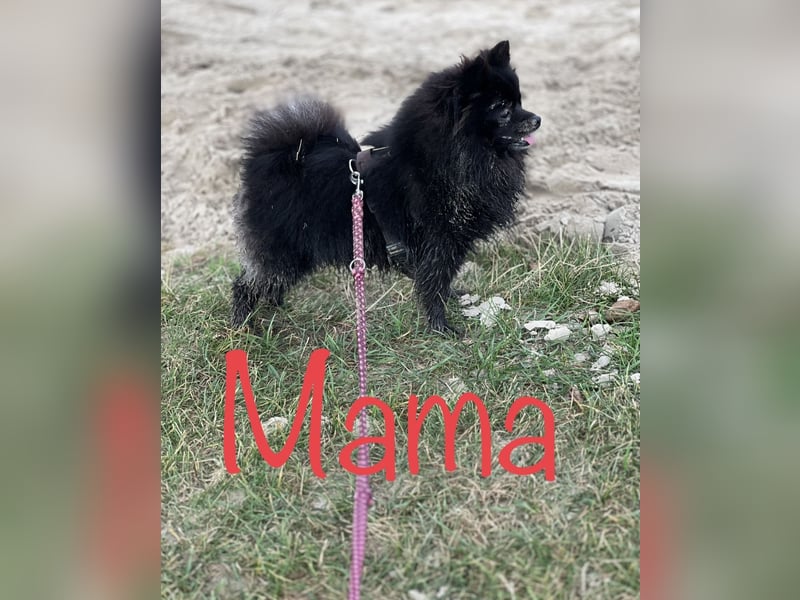 Pomeranian Welpen