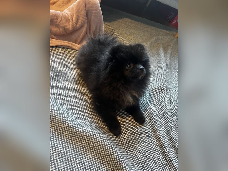 Pomeranian Welpen