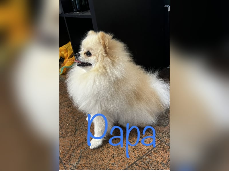 Pomeranian Welpen