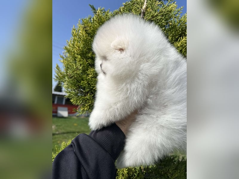 Pomeranian Welpen