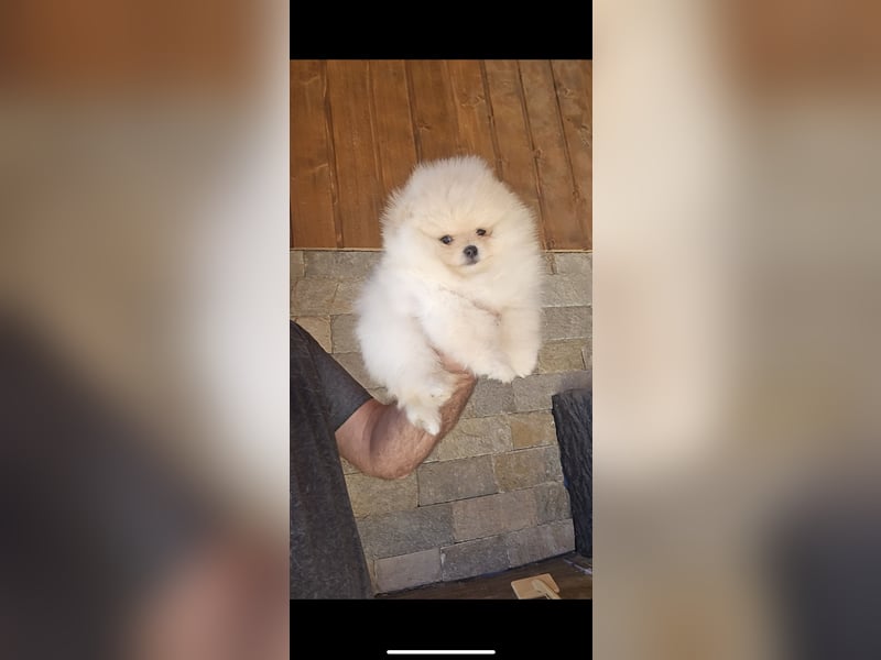Pomeranian Welpen