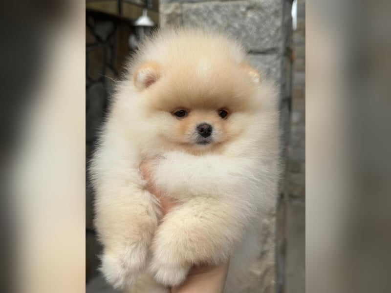 Pomeranian Welpen