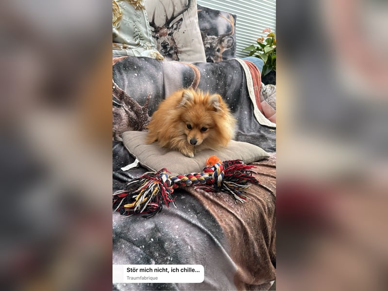 Zwergspitz‑Geschwisterpärchen sucht neues Zuhause