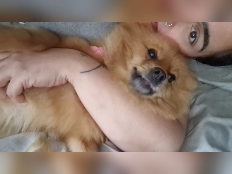 Reinrassige Pomeranian-Hündin, 3,5 Jahre, braun – gesund & zuchttauglich