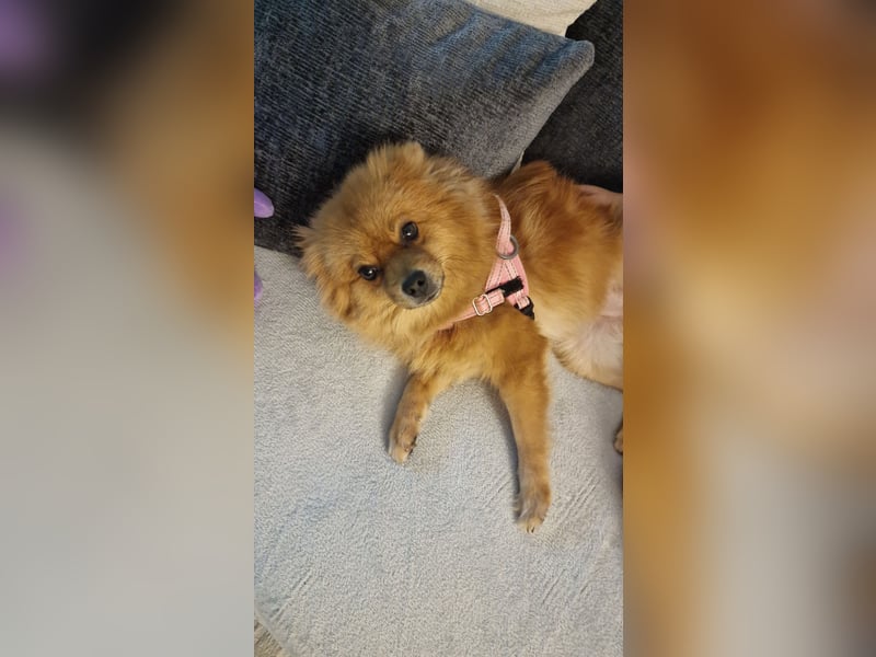Reinrassige Pomeranian-Hündin, 3,5 Jahre, braun – gesund & zuchttauglich