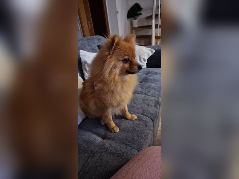 Reinrassige Pomeranian-Hündin, 3,5 Jahre, braun – gesund & zuchttauglich