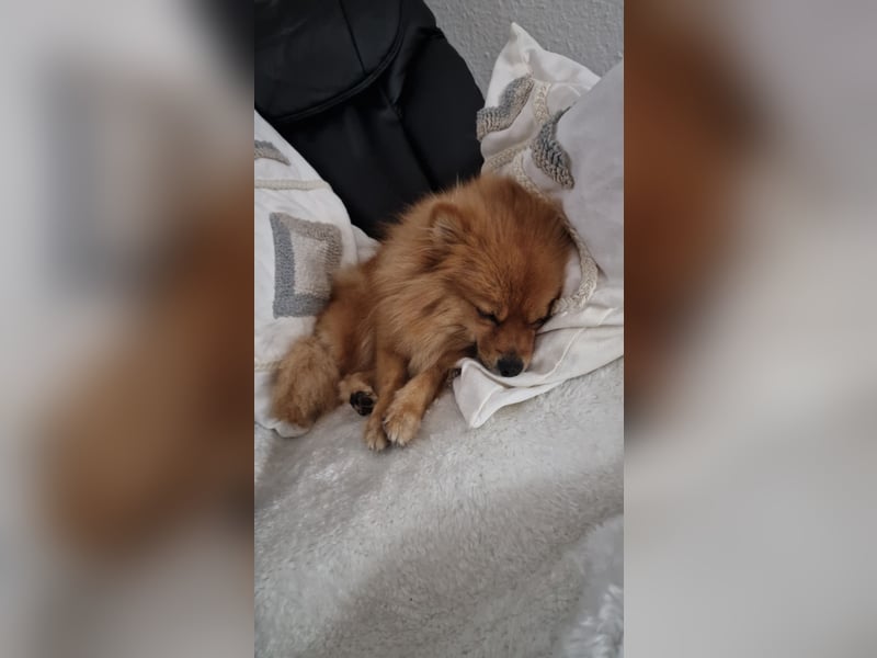 Reinrassige Pomeranian-Hündin, 3,5 Jahre, braun – gesund & zuchttauglich