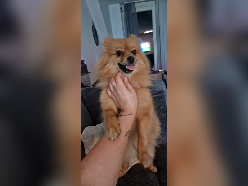 Reinrassige Pomeranian-Hündin, 3,5 Jahre, braun – gesund & zuchttauglich