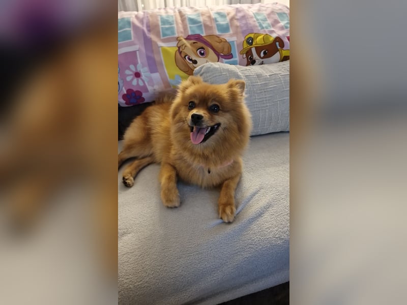 Reinrassige Pomeranian-Hündin, 3,5 Jahre, braun – gesund & zuchttauglich