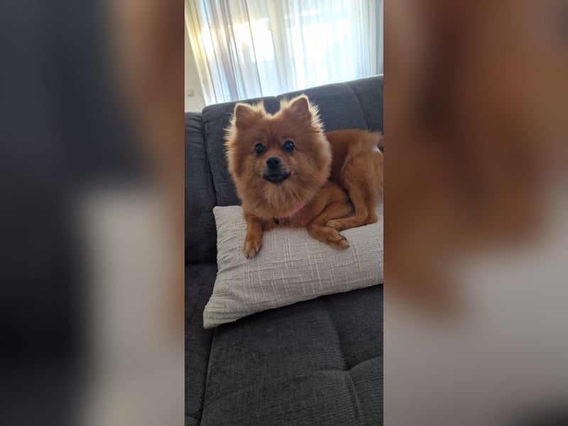 Reinrassige Pomeranian-Hündin, 3,5 Jahre, braun – gesund & zuchttauglich