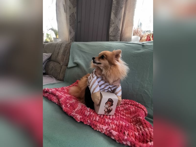 Pomeranian-Hündin - ruhig, bescheiden und extrem lieb