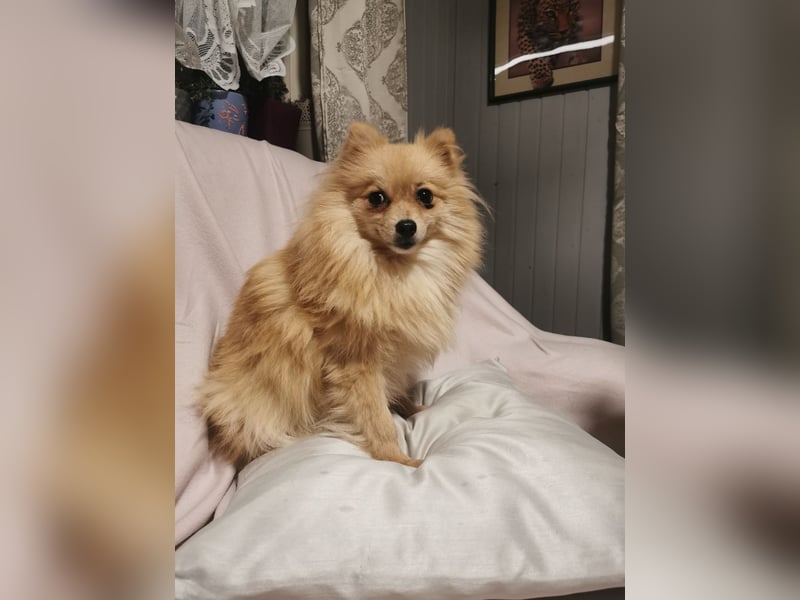Pomeranian-Hündin - ruhig, bescheiden und extrem lieb