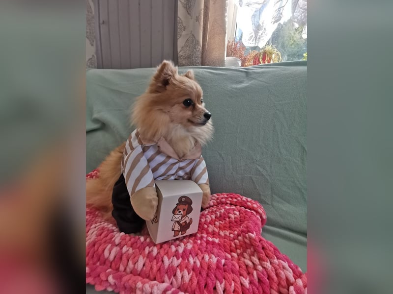 Pomeranian-Hündin - ruhig, bescheiden und extrem lieb