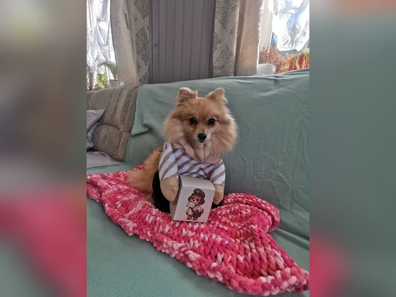 Pomeranian-Hündin - ruhig, bescheiden und extrem lieb