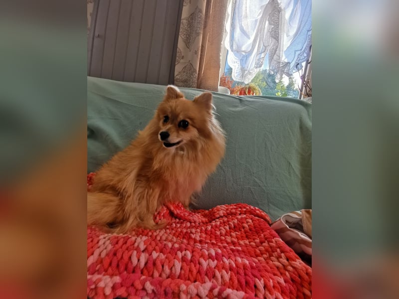 Pomeranian-Hündin - ruhig, bescheiden und extrem lieb