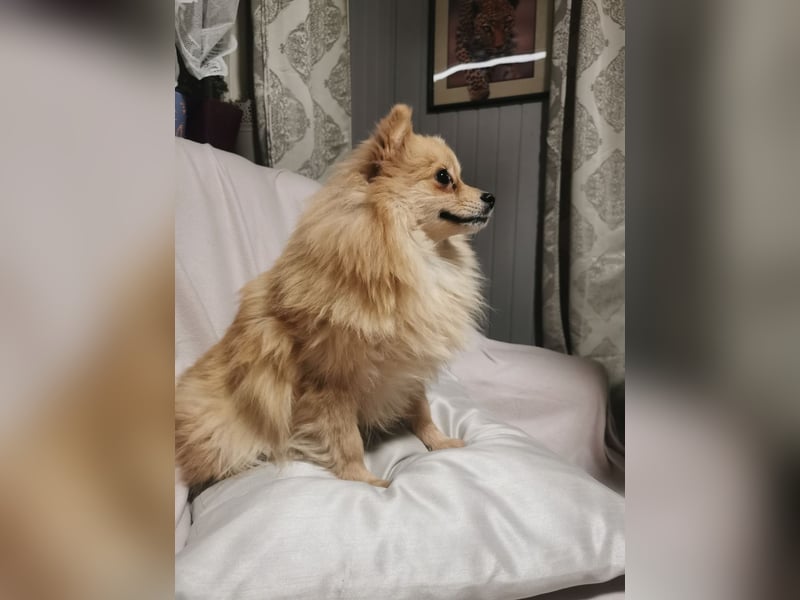 Pomeranian-Hündin - ruhig, bescheiden und extrem lieb