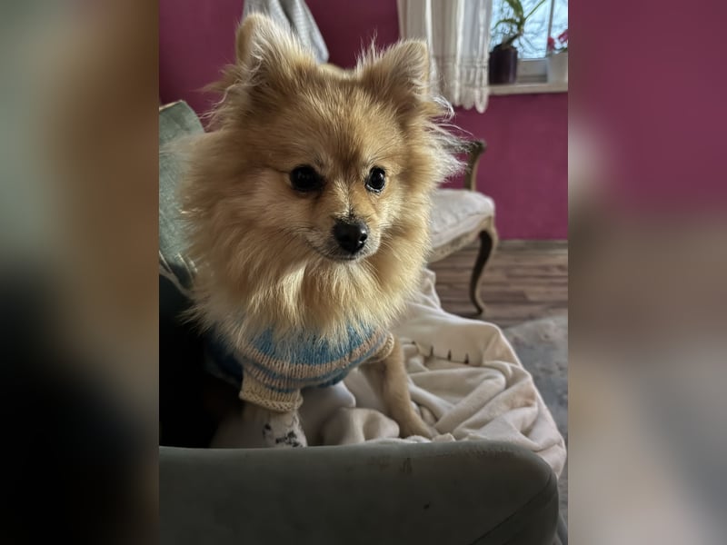 Zwergspitz‑Geschwisterpärchen sucht neues Zuhause