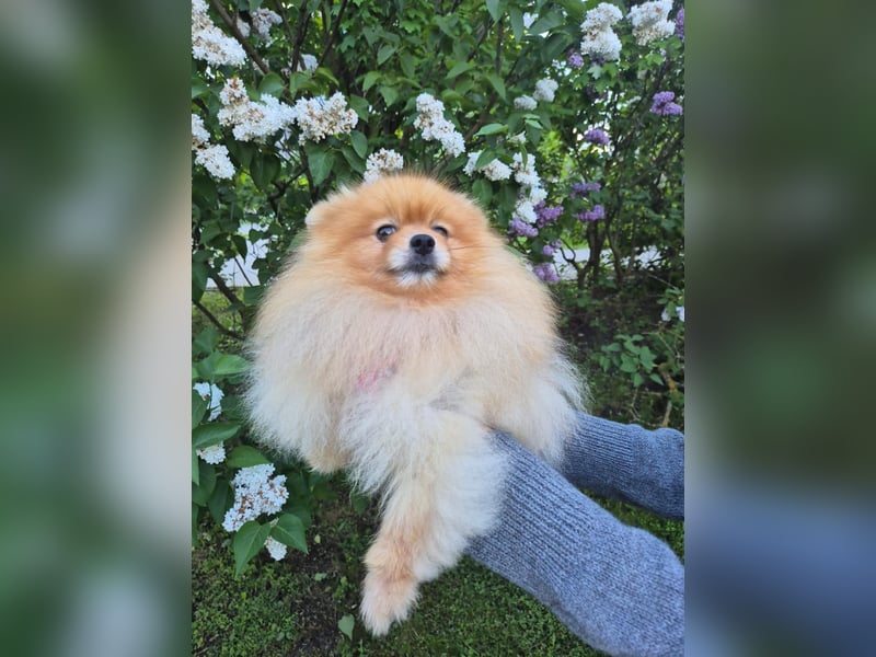Ruhiges Zuhause für Jasmin gesucht